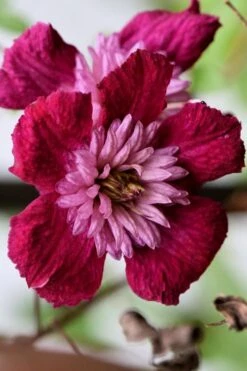 Avant-Garde Clematis - 1 Gallon Pot