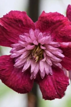 Avant-Garde Clematis - 1 Gallon Pot -Trees And Plants clematis avant garde 4