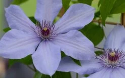 Bernadine Clematis - 1 Gallon Pot -Trees And Plants clematis bernadine 1