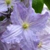 Blue Angel Clematis - 1 Gallon Pot -Trees And Plants clematis blue angel 1