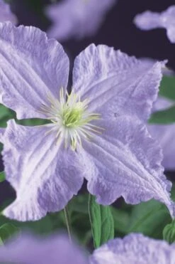 Blue Angel Clematis - 1 Gallon Pot -Trees And Plants clematis blue angel 2