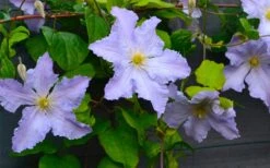 Blue Angel Clematis - 1 Gallon Pot -Trees And Plants clematis blue angel 5