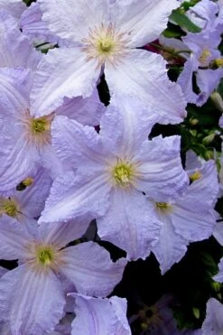 Blue Angel Clematis - 1 Gallon Pot -Trees And Plants clematis blue angel 6