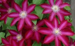 Bourbon Clematis - 1 Gallon Pot -Trees And Plants clematis bourbon 4