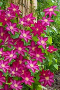 Bourbon Clematis - 1 Gallon Pot -Trees And Plants clematis bourbon 5