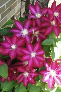 Bourbon Clematis - 1 Gallon Pot -Trees And Plants clematis bourbon 8