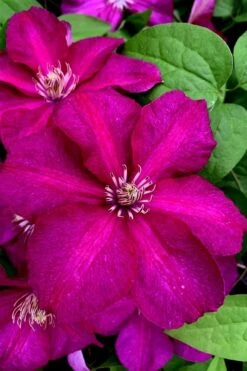 Cardinal Wyszynski Clematis - 1 Gallon Pot -Trees And Plants clematis cardinal wyszynski 11