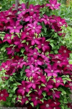 Cardinal Wyszynski Clematis - 1 Gallon Pot -Trees And Plants clematis cardinal wyszynski 7