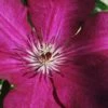 Cardinal Wyszynski Clematis - 1 Gallon Pot -Trees And Plants clematis cardinal wyszynski 9
