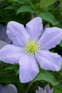 Chelsea Clematis - 1 Gallon Pot -Trees And Plants clematis chelsea 1