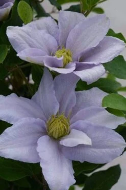 Chelsea Clematis - 1 Gallon Pot -Trees And Plants clematis chelsea 3