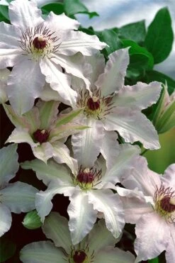 Clair De Lune Clematis - 1 Gallon Pot -Trees And Plants clematis clair de june 2