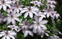 Clair De Lune Clematis - 1 Gallon Pot -Trees And Plants clematis clair de june 4