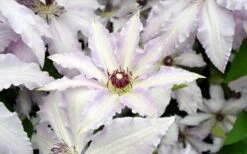 Clair De Lune Clematis - 1 Gallon Pot -Trees And Plants clematis clair de june 6