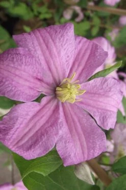 Comtesse De Bouchaud Clematis - 1 Gallon Pot -Trees And Plants clematis comtesse de bouchaud 2