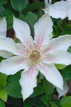Corinne Clematis - 1 Gallon Pot -Trees And Plants clematis corinne 14