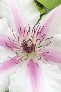 Corinne Clematis - 1 Gallon Pot -Trees And Plants clematis corinne 15