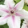 Corinne Clematis - 1 Gallon Pot -Trees And Plants clematis corinne 16
