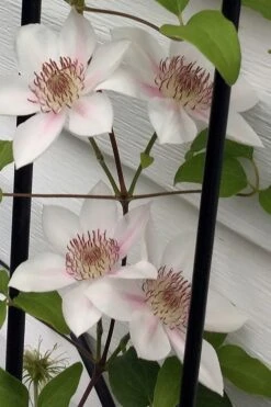 Corinne Clematis - 1 Gallon Pot -Trees And Plants clematis corinne 17