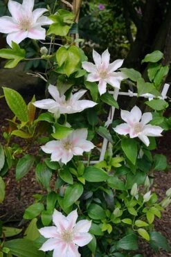 Corinne Clematis - 1 Gallon Pot -Trees And Plants clematis corinne 18
