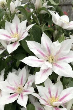 Corinne Clematis - 1 Gallon Pot -Trees And Plants clematis corinne 2