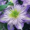 Crystal Fountain Clematis - 1 Gallon Pot -Trees And Plants clematis crystal fountain 1