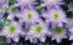 Crystal Fountain Clematis - 1 Gallon Pot -Trees And Plants clematis crystal fountain 2