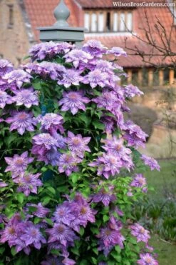 Crystal Fountain Clematis - 1 Gallon Pot -Trees And Plants clematis crystal fountain 3