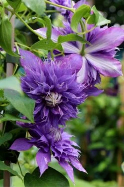 Diamantina Clematis - 1 Gallon Pot -Trees And Plants clematis diamantina 1