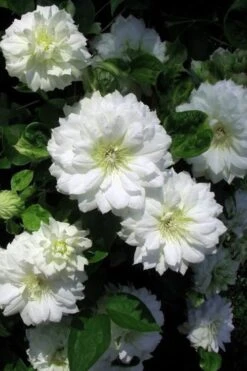 Duchess Of Edinburgh Clematis - 2 Gallon Pot -Trees And Plants clematis duchess of edinburgh 7 1