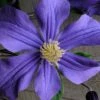 Durandii Clematis - 1 Gallon Pot -Trees And Plants clematis durandii 10