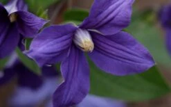 Durandii Clematis - 1 Gallon Pot -Trees And Plants clematis durandii 12