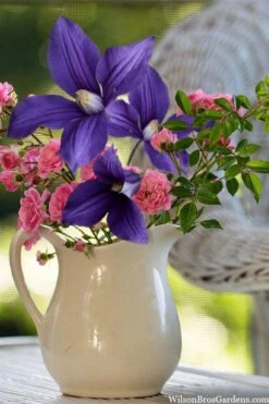 Durandii Clematis - 1 Gallon Pot -Trees And Plants clematis durandii 13