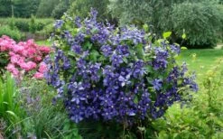 Durandii Clematis - 1 Gallon Pot -Trees And Plants clematis durandii 3