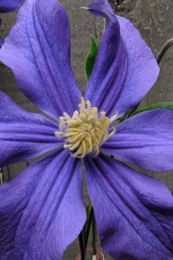 Durandii Clematis - 1 Gallon Pot -Trees And Plants clematis durandii 4