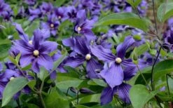 Durandii Clematis - 1 Gallon Pot -Trees And Plants clematis durandii 6