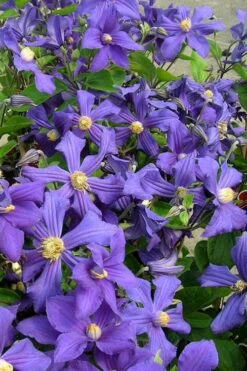 Durandii Clematis - 1 Gallon Pot -Trees And Plants clematis durandii 7