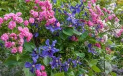 Durandii Clematis - 1 Gallon Pot -Trees And Plants clematis durandii 8