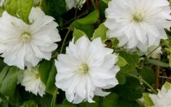 Duchess Of Edinburgh Clematis - 2 Gallon Pot -Trees And Plants clematis duschess of edinburgh 3 1