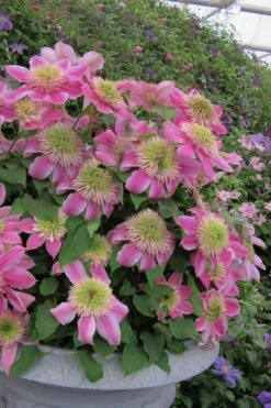 Empress Clematis - 1 Gallon Pot -Trees And Plants clematis empress 4