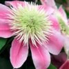 Empress Clematis - 1 Gallon Pot -Trees And Plants clematis empress 6