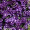 Etoile Violette Clematis - 1 Gallon Pot -Trees And Plants clematis etoile violette 8