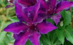 Fleuri Clematis - 1 Gallon Pot -Trees And Plants clematis fleuri 10
