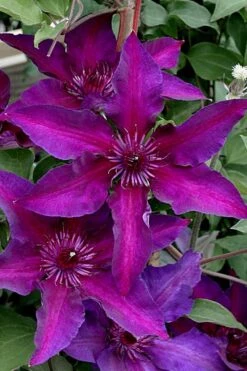Fleuri Clematis - 1 Gallon Pot -Trees And Plants clematis fleuri 11