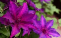 Fleuri Clematis - 1 Gallon Pot -Trees And Plants clematis fleuri 19