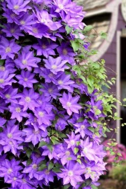 General Sikorski Clematis - 1 Gallon Pot -Trees And Plants clematis general sikorski 11