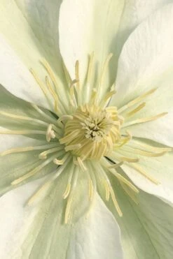 Guernsey Cream Clematis - 1 Gallon Pot -Trees And Plants clematis guernsey cream 1