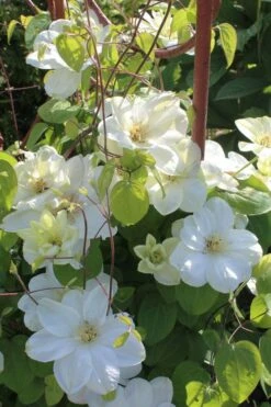 Guernsey Cream Clematis - 1 Gallon Pot -Trees And Plants clematis guernsey cream 3