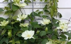 Guernsey Cream Clematis - 1 Gallon Pot -Trees And Plants clematis guernsey cream 4