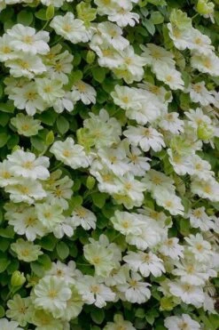 Guernsey Cream Clematis - 1 Gallon Pot -Trees And Plants clematis guernsey cream 5